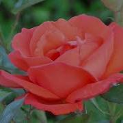 Time Lapse Of Red Rose Blooming Rose Timelapse RedRose RedRoseblooming Flowers Flowerblooming
