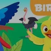Birds For Kids Vertebrate Animals Natural Science For Kids