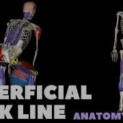 Anatomy Trains The Superficial Back Line