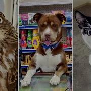 BEST Videos Of The Decade FUNNIEST Animals