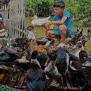 Nam S Daily Life Nam Feeds The Ducks And Makes His Own Delicious Stuffed Bamboo Shoot Dish
