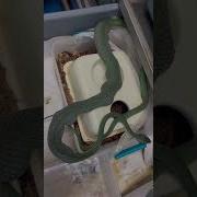 Breeding Snakes That Eat Other Snakes Comes With Hazards