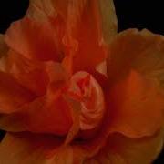 TF110 Time Lapse Flower FREE FOOTAGE