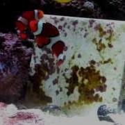 A Ocellaris Pre Spawn 7 22 2012