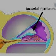 Whole Cell Patch Clamp Recording Of Mouse And Rat InnerHair Cells