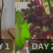 Growing Grapes In Pots From Cutting Until Harvest In 240 Days Growing Grapes In Tropical Country