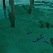 LightWave Flocking Test