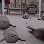 REUPLOAD EXTREMELY DIFFICULT Try Not To Laugh CLEAN Part 7 YouTube Google Chrome 2020 10 22 15 2