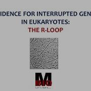 R LOOP EVIDENCE FOR INTERRUPTED GENES IN EUKARYOTES