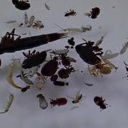Litter Sifting Demonstration