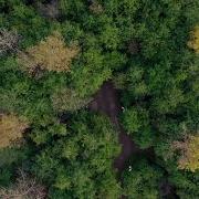 FREE Nature Drone Shot Stock Video Tree Vertical Tracking