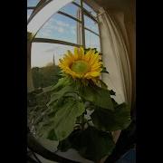 My Sunflower Timelapse From Seed To Flower To Seed