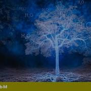 Тайная жизнь деревьев Документальный Проект Лучшие фильмы