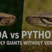 Boa Vs Python Deadly Giants Without Venom