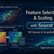 Feature Selection Scaling In Single Cell RNA Seq Using Seurat HVGs ScaleData Ep 4