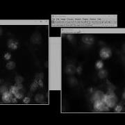 MCDB 126BL W20 ImageJ Tutorial