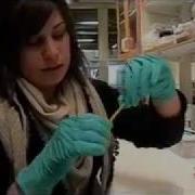 Microarray