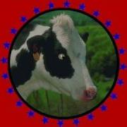 Udder Madness