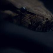 Python Snake No Copyright Video 4K