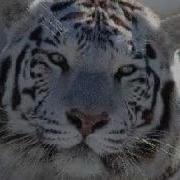 House Cat To Tiger Morph