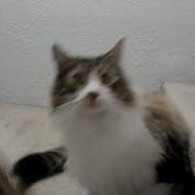 Rocket Meow Meow