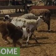 Australian Shepherd Aces His Instinct Herding Test