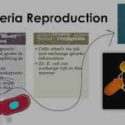 Bacteria Updated