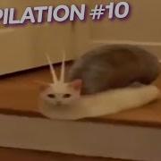 MEME COMPILATION 10 FUNNY RANDOM MEME COLLECTION WEBM