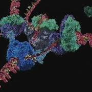 DNA Replication Animation Courtesy Of HHMI Biointeractive