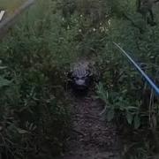 Watch Giant Alligator Chases Florida Man During Tarpon Fishing