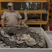 Grumpy Sister Won T Leave Jay Alone BIG Reticulated Python