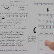 Sanger Sequencing Of DNA Part II
