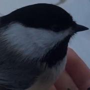 Feeding Chickadees By Hand