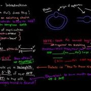 DNA Replication Part 1 Of 3 Introduction