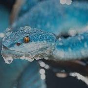 Unbelievable Snake Facts That Will Shock You Why Snakes Rule The Animal Kingdom