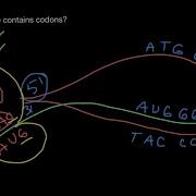Codons And Anticodons Explained