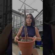Buy This Plant For Your Worst Enemy An Amorphophallus Konjac Corpse Flower Amorphophallus