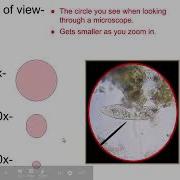 SCI7 8 Compound Microscope Usage And Measuring