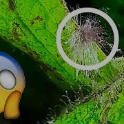 How To Fight Black Beard Algae 5 Easy Ways