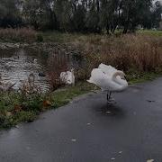 Behavioural Sampling Methods Focal Sampling