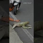 Three Toed Sloth Crosses Road In Costa Rica Shorts