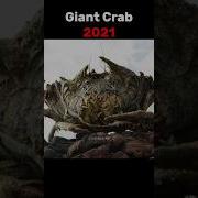 Evolution Of Giant Crab Shorts Evolution