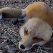 What Does The Fox Say In The Morning