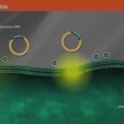 The Mechanism Of Transformation With Competent Cells