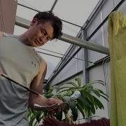 The Blooming And Pollination Process Of TWO Corpse Flowers