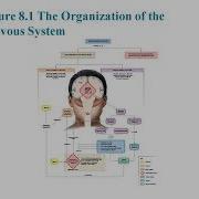Chapter 8 Neurons And Nervous System Explained Structure Signals And Communication