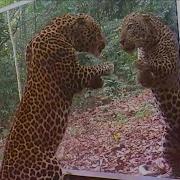 Animals Seeing Themselves For The First Time