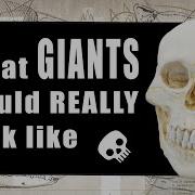 What Would You Look Like If You Were A Giant How Animal Skulls Change With Size