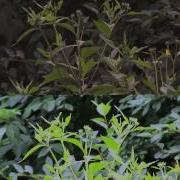 Test From RAW DNG Vs H264 MOV And Sharp