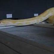 Python Molurus